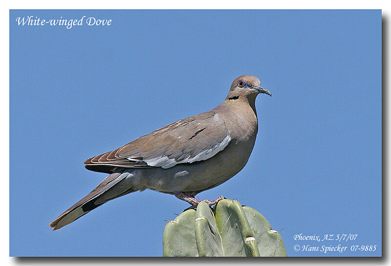 White-winged Doveadult