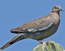 White-winged Dove