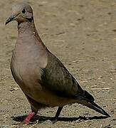 Eared Dove