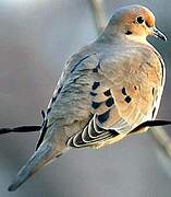 Mourning Dove