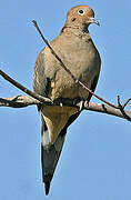 Mourning Dove