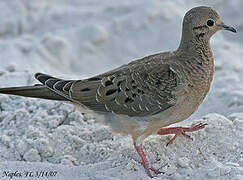 Mourning Dove