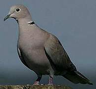 Eurasian Collared Dove