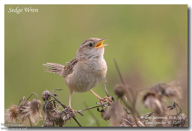 Grass Wrenadult