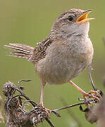 Sedge Wren