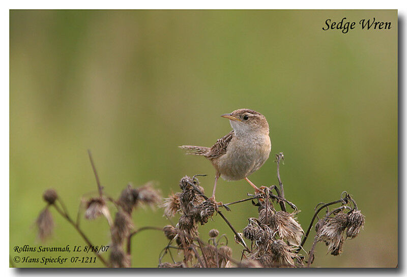 Sedge Wrenadult