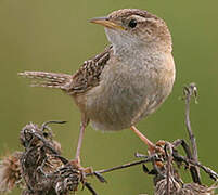 Sedge Wren