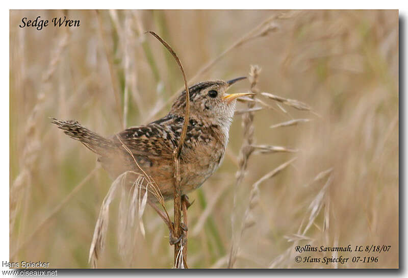 Sedge Wren male adult, identification