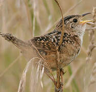 Sedge Wren