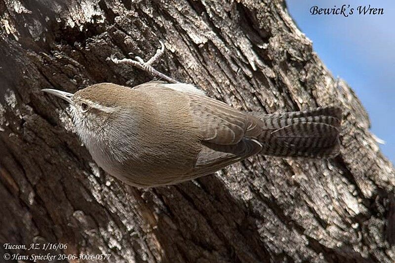 Bewick's Wren