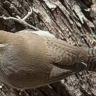 Troglodyte de Bewick