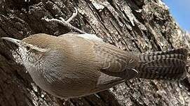 Troglodyte de Bewick