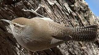 Troglodyte de Bewick