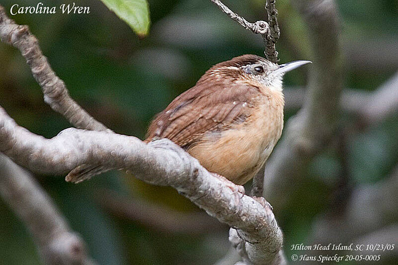 Carolina Wren