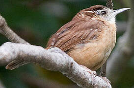 Carolina Wren