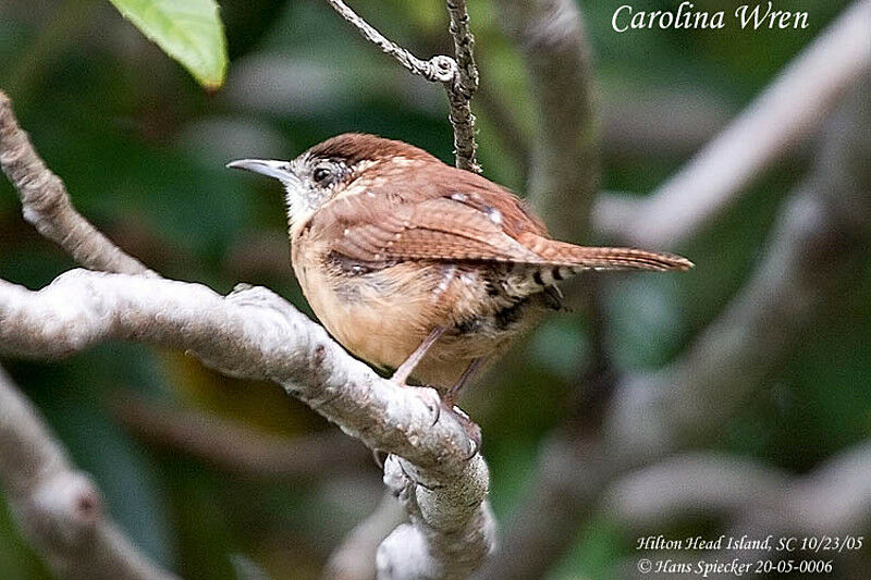 Carolina Wren