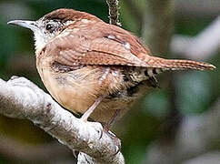 Carolina Wren