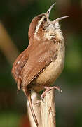 Carolina Wren