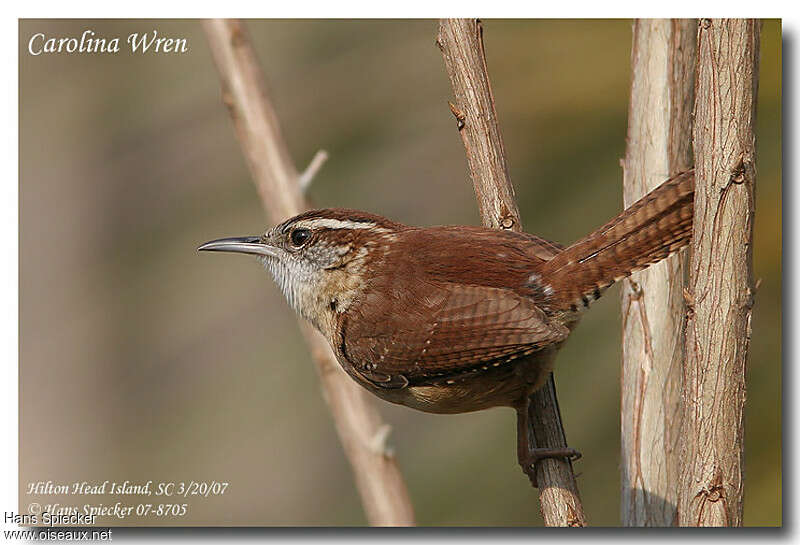 Carolina Wrenadult, identification