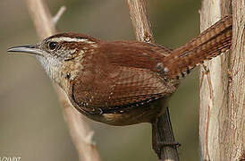 Carolina Wren