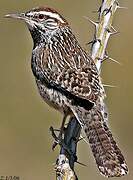 Cactus Wren