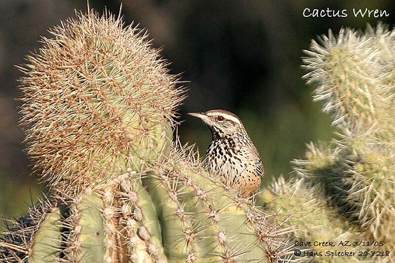 Troglodyte des cactus