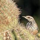 Troglodyte des cactus