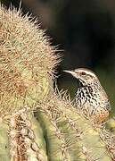 Cactus Wren