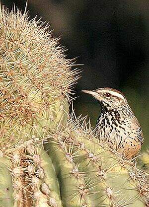 Troglodyte des cactus Campylorhynchus brunneicapillus