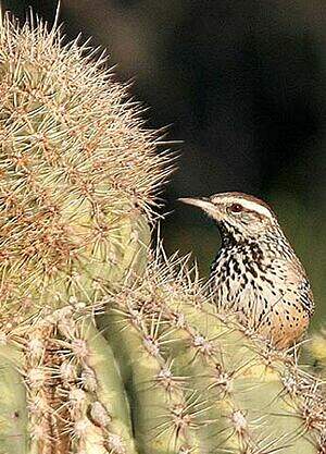 Troglodyte des cactus