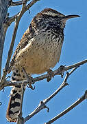 Cactus Wren