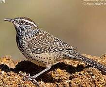 Cactus Wren