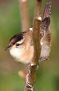 Marsh Wren