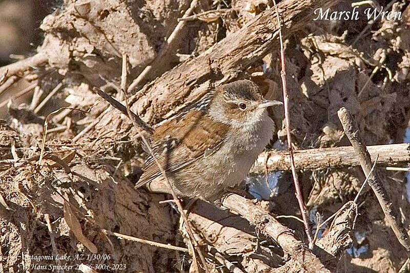 Marsh Wren