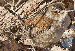 Marsh Wren