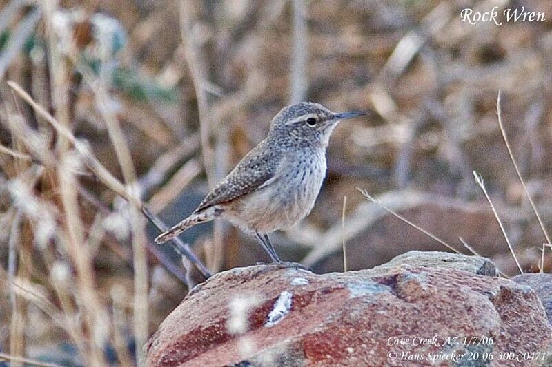 Rock Wren