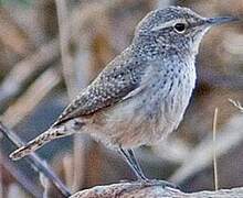 Rock Wren