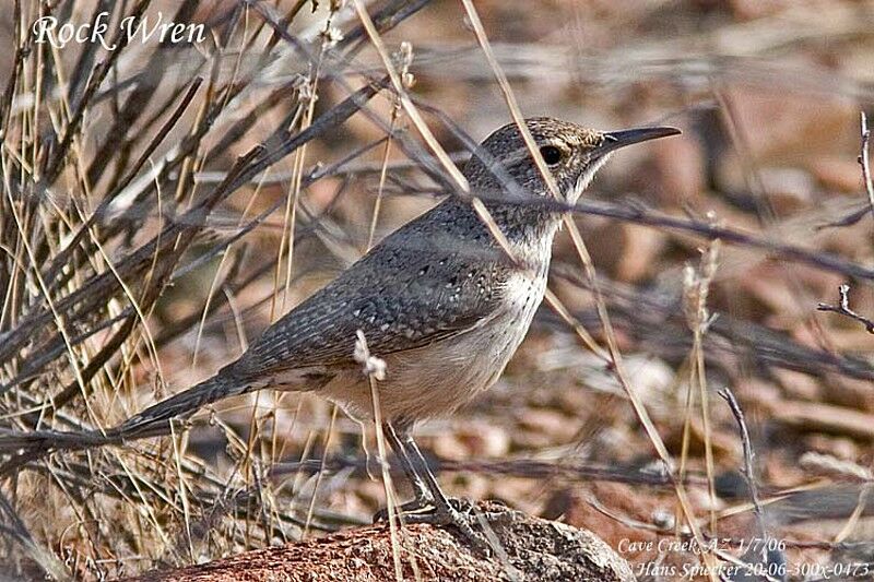 Rock Wren