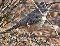 Rock Wren