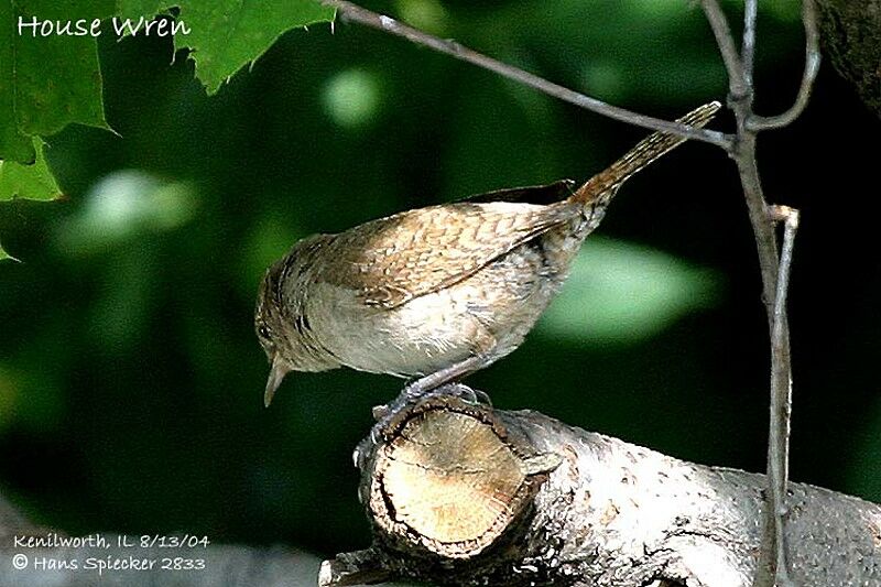 House Wren