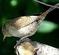 House Wren