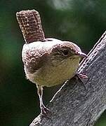 House Wren