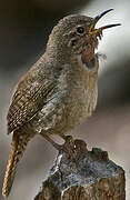 House Wren