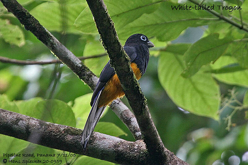 Trogon à queue blanche