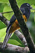 Trogon à queue blanche