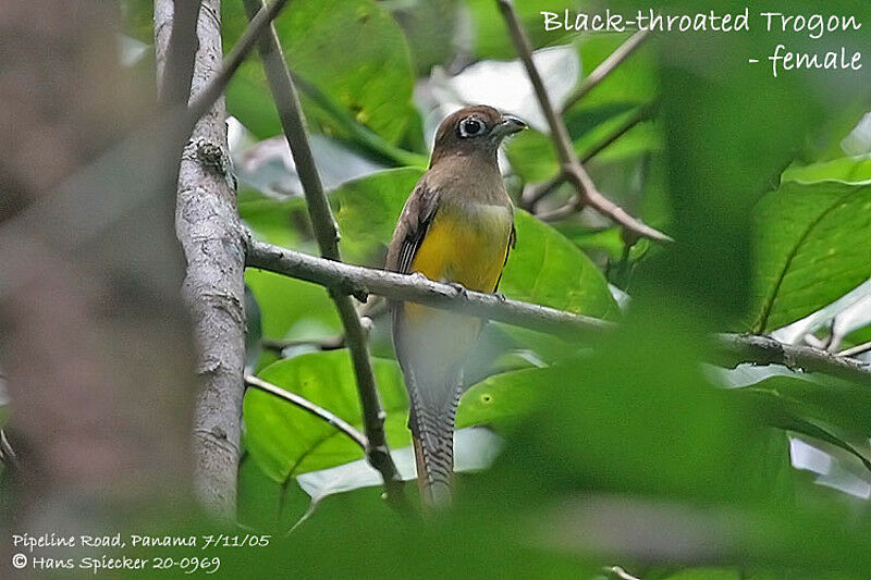 Trogon aurore