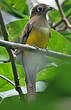 Trogon aurore