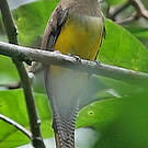 Trogon aurore