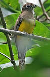 Trogon aurore