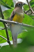 Amazonian Black-throated Trogon